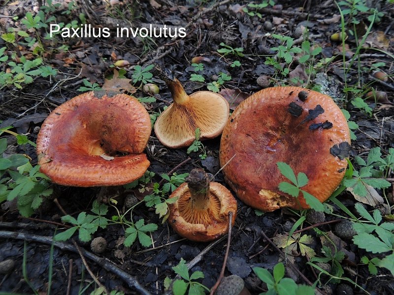 Paxillus involutus-amf1385-1.jpg - Paxillus involutus ; Nom français: Paxille enroulé